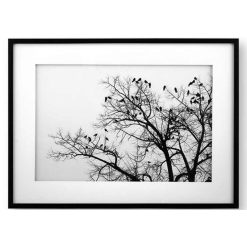 FLOCK-OF-BIRDS-ON-TREE